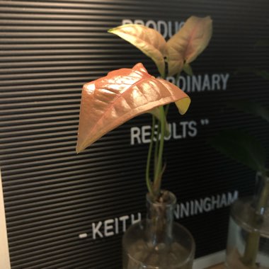 Syngonium podophyllum 'Neon'
