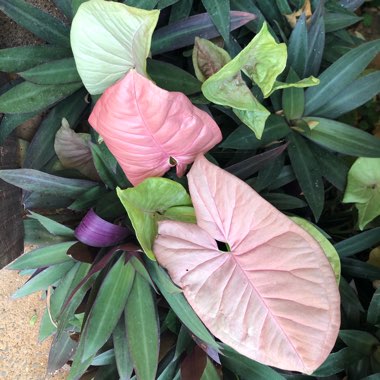 Arrowhead Vine 'Neon'
