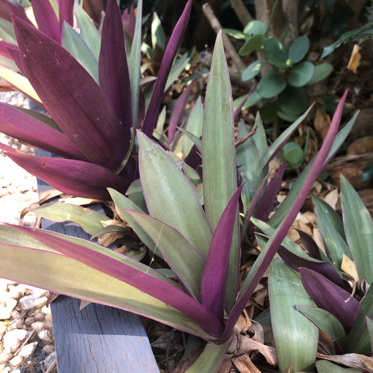 plant image 1201801 plant image 1201801
