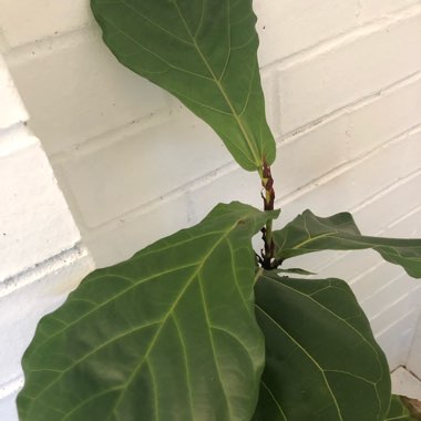 Fiddle Leaf Fig