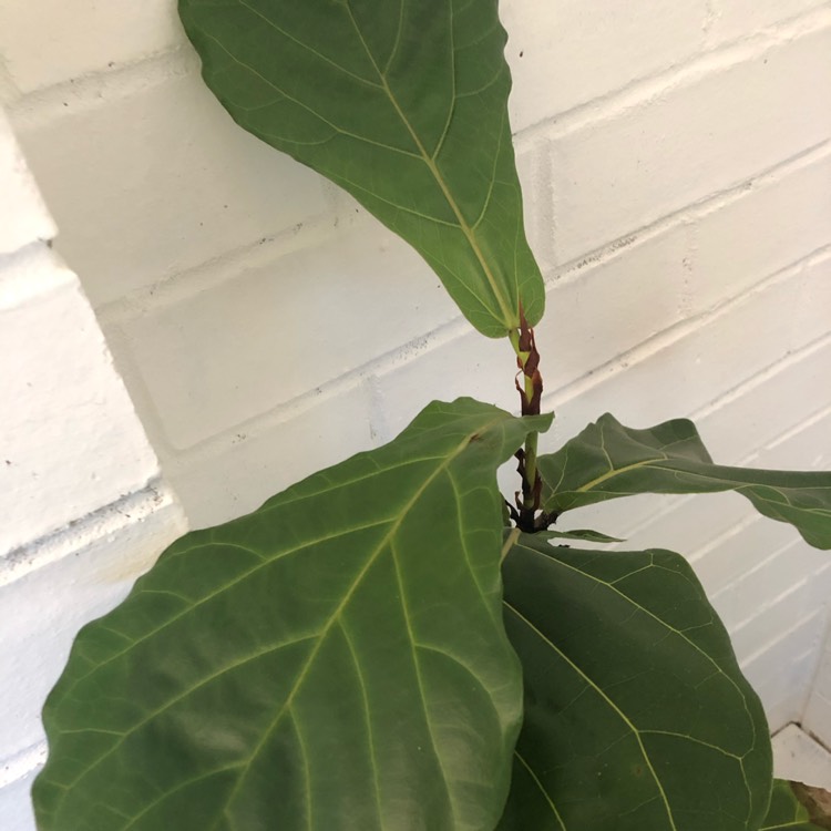 plant image 1201809