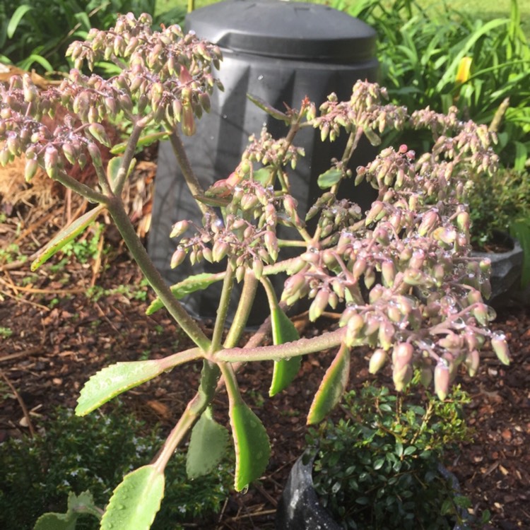 plant image 1201813