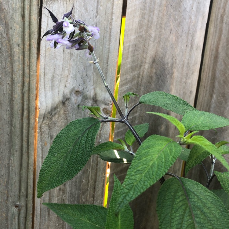 plant image 1202052
