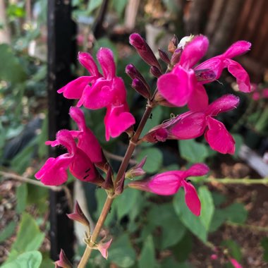 Salvia Joan