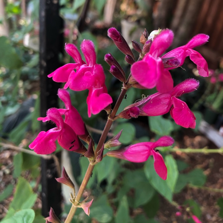 plant image 1202057