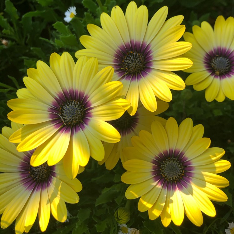Plant image Osteospermum ecklonis 'Blue Eyed Beauty'