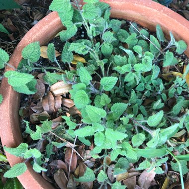 Lemon Balm 'Lime Balm'