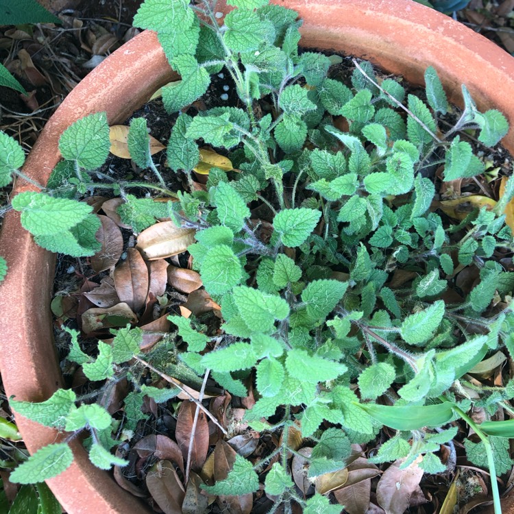 Plant image Melissa officinalis 'Lime Balm'