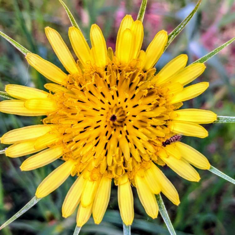 Plant image Tragopogon dubius