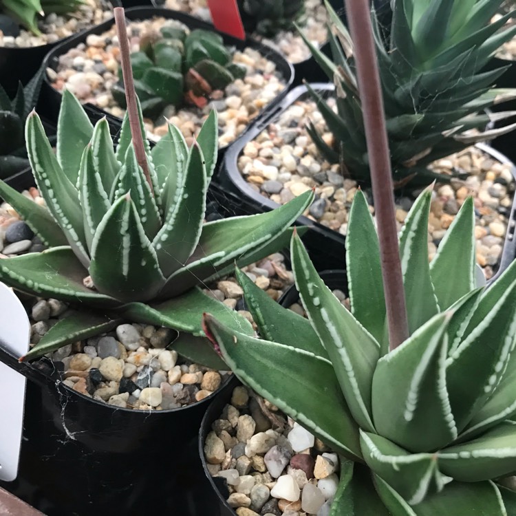 plant image 1589507