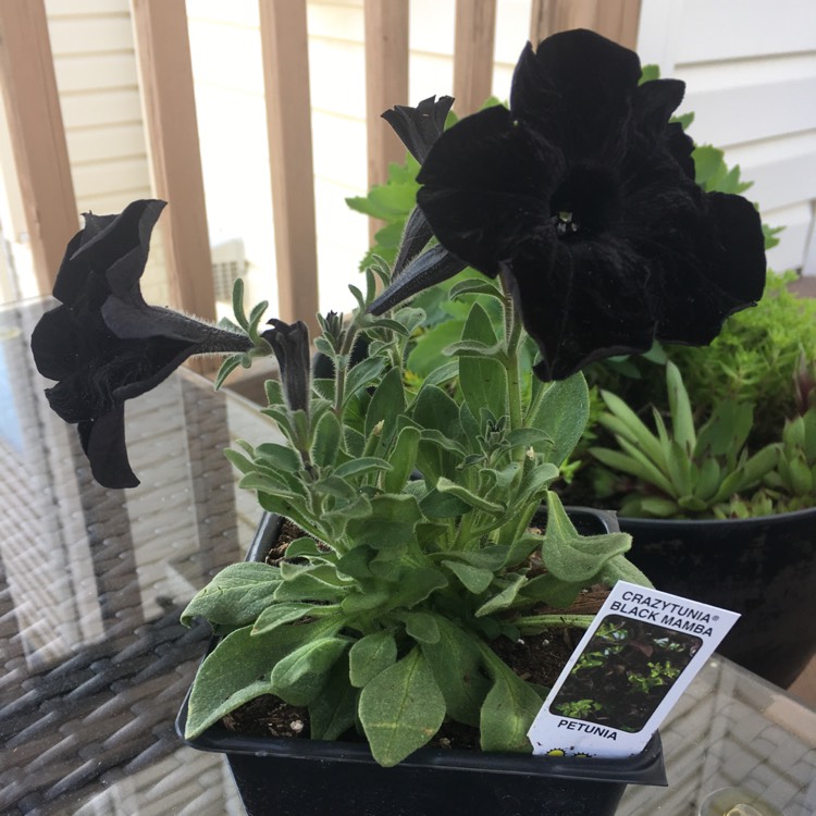 plant image 1014069