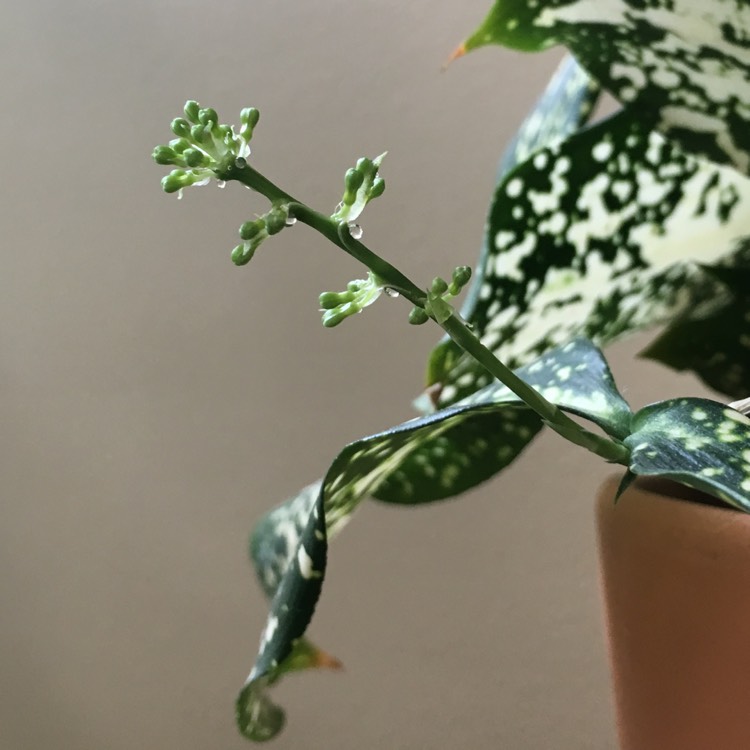 Plant image Dracaena godseffiana syn. D. surculosa 'Florida Beauty'
