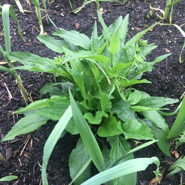 Echinacea 'Cheyenne Spirit' (Pink)