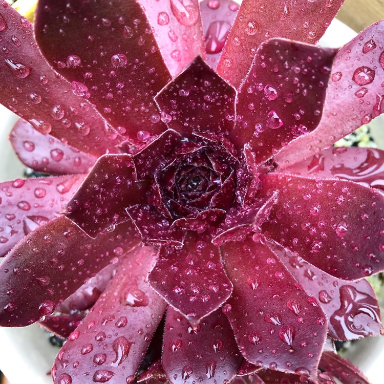 plant image 1022695