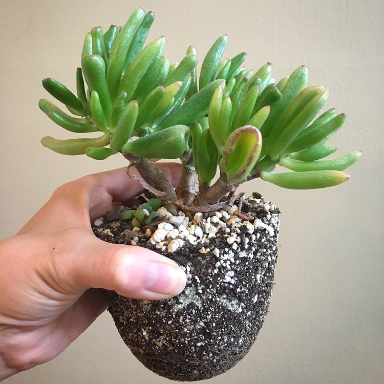 Plant image Crassula ovata 'Gollum'