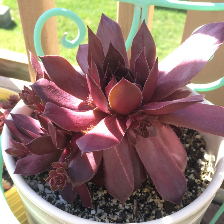 plant image 1049636