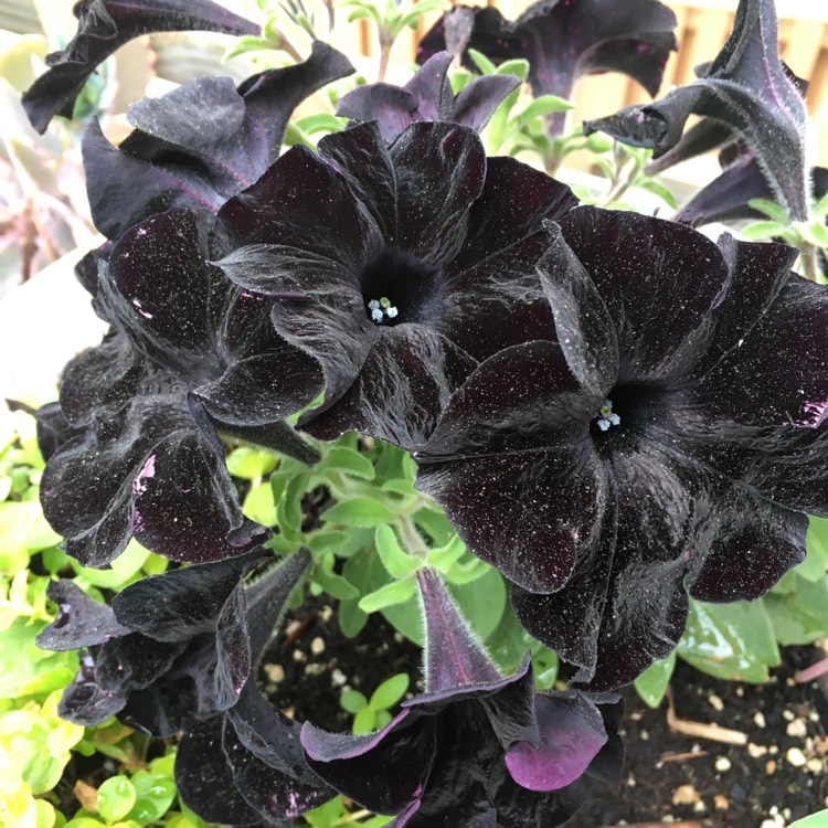 Plant image Petunia 'Wespecrablama' (Crazytunia Series) syn. Petunia 'Black Mamba'