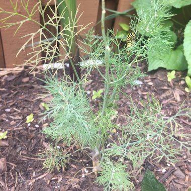 Anethum graveolens