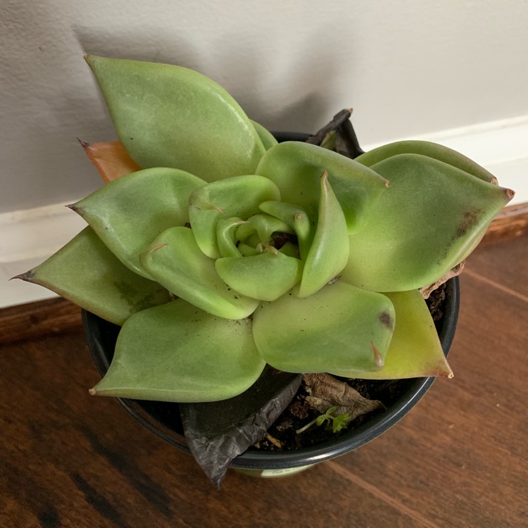 Plant image Echeveria Agavoides Miranda