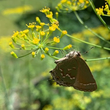 Anethum graveolens
