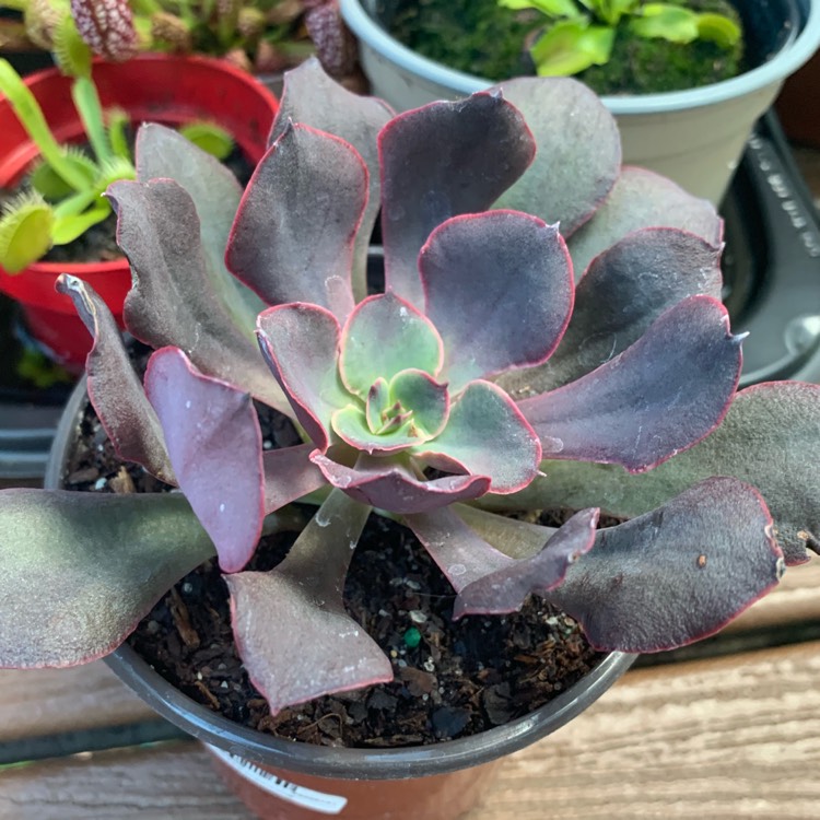 plant image 1101470