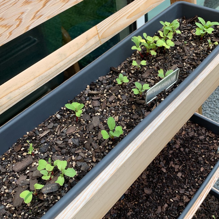 plant image 1110329