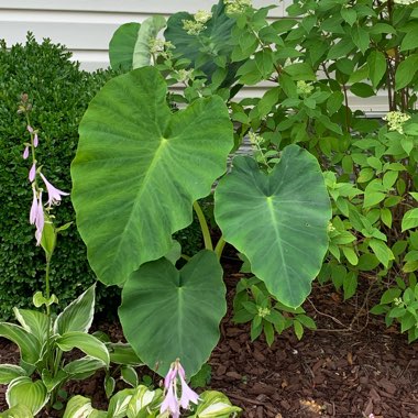 Caladium