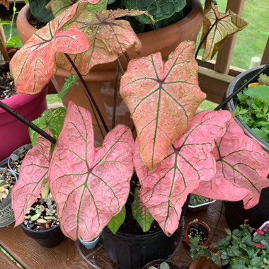 Caladium