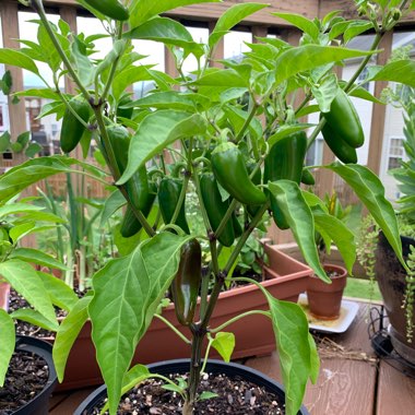 Capsicum Annuum 'Jalapeno'