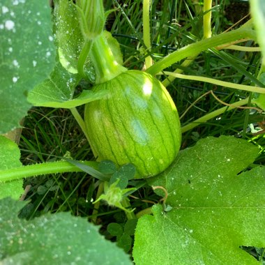 Cucurbita Pepo 'White Ghost'