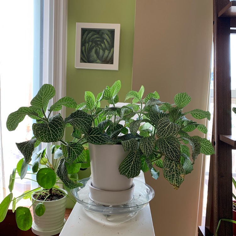 plant image 1153680