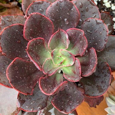 Echeveria Painted Frills