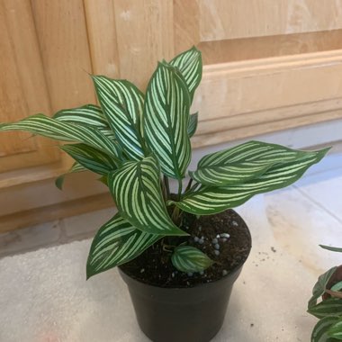 Calathea Ornata syn. Calathea Ornata 'Sanderiana' syn. Goeppertia majestica 'Sanderiana'