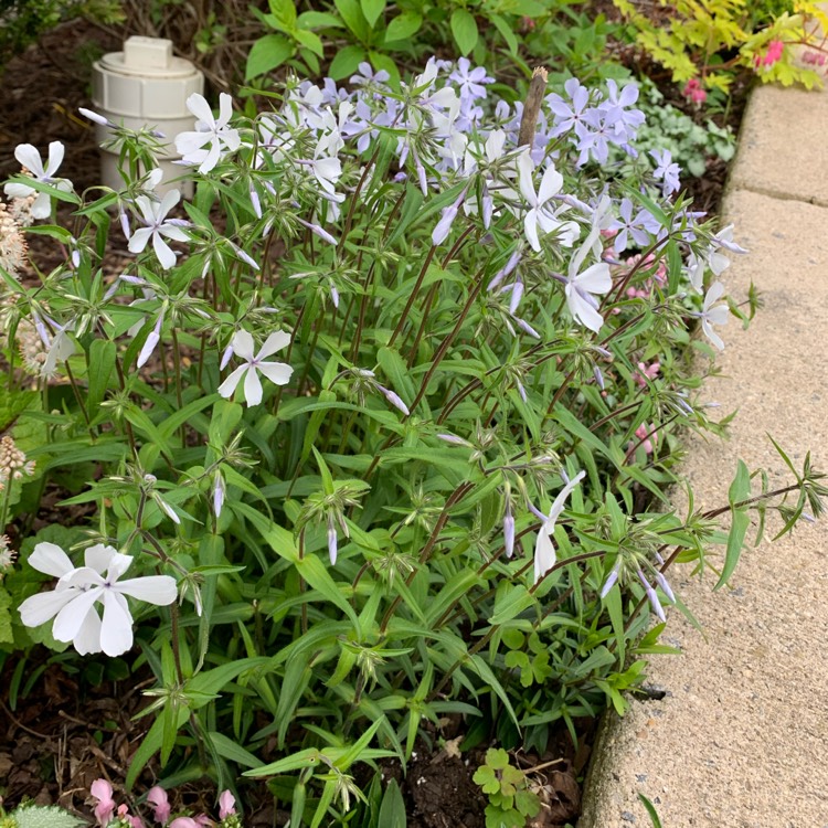 plant image 1275233