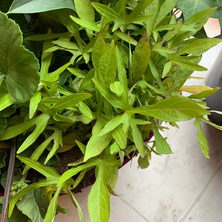plant image 1296392