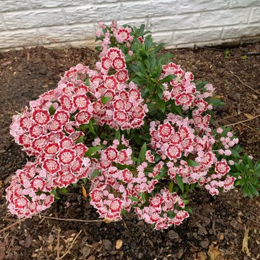 Kalmia latifolia