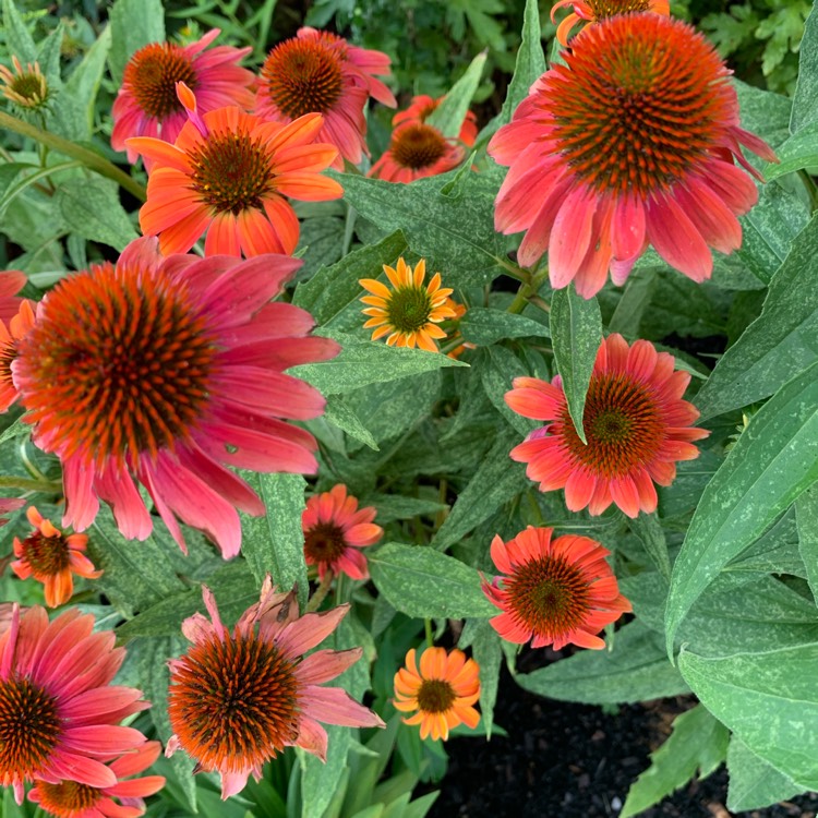 Plant image Echinacea 'Cheyenne Spirit' (Pink)
