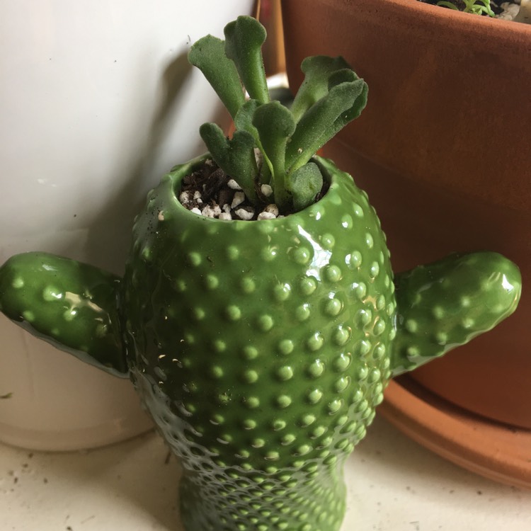 Plant image Adromischus cristatus