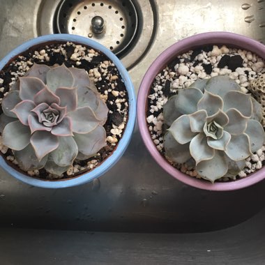Echeveria Lilacina
