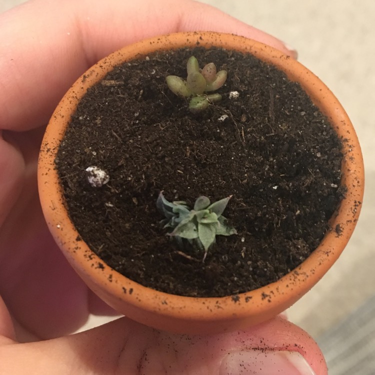 plant image 581753