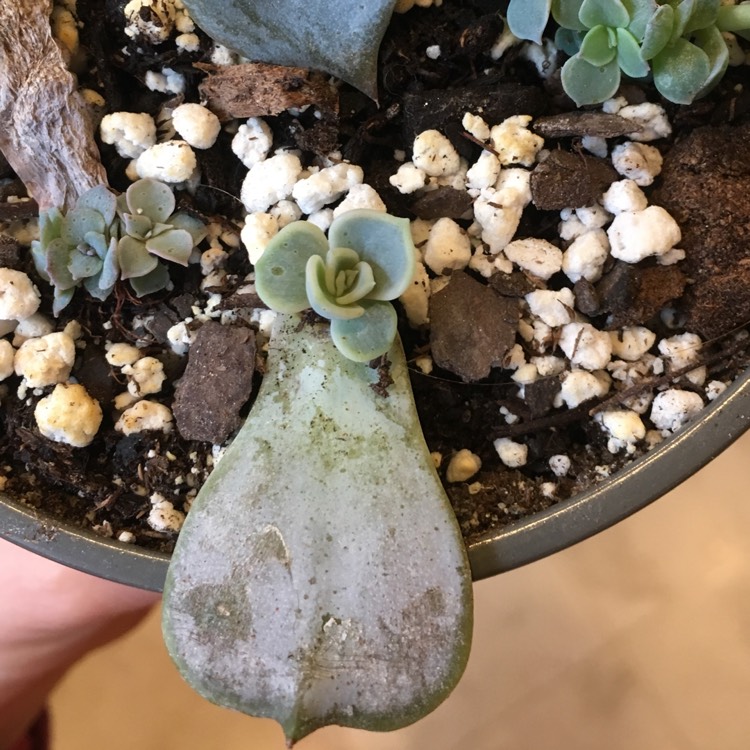 Plant image Echeveria Lilacina