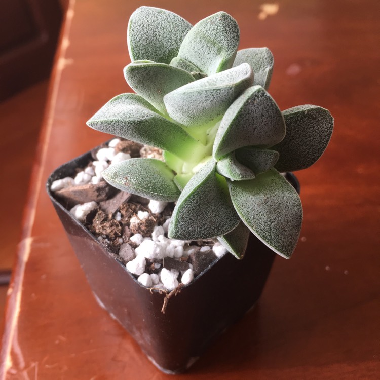 Plant image Crassula 'Morgan's Beauty'
