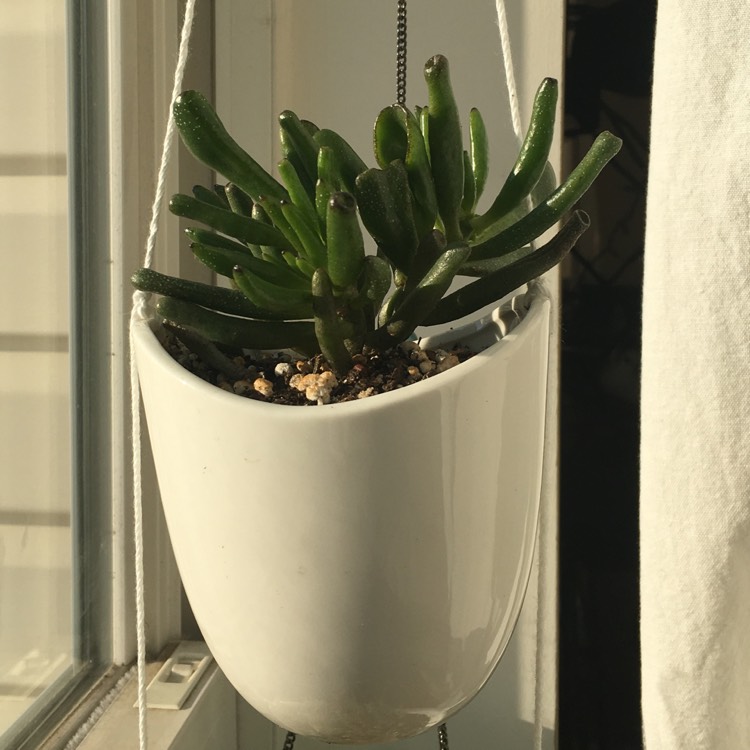 plant image 592171