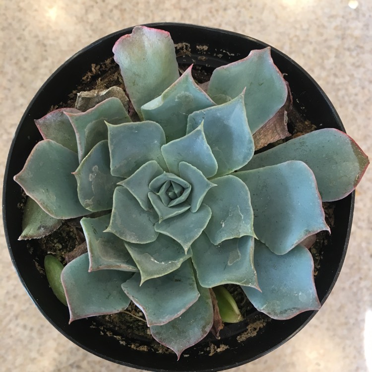 plant image 592745