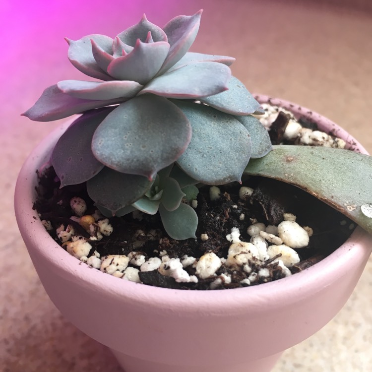 plant image 598146