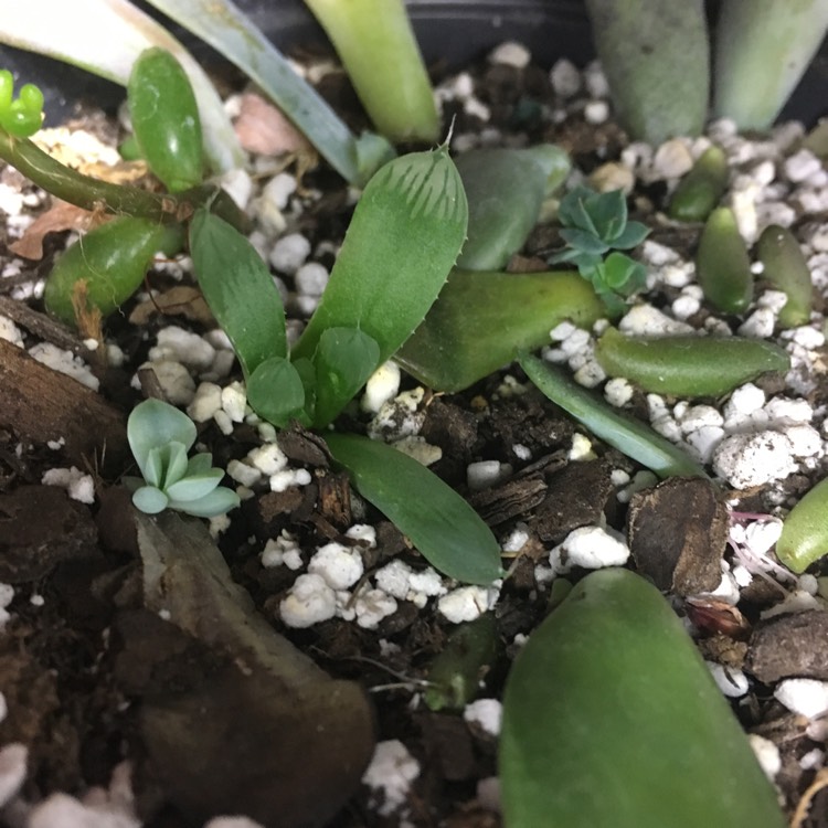 plant image 603438