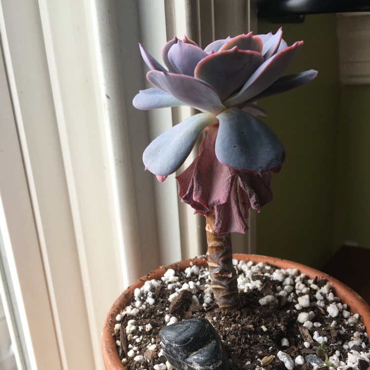 Plant image Echeveria Blue Surprise