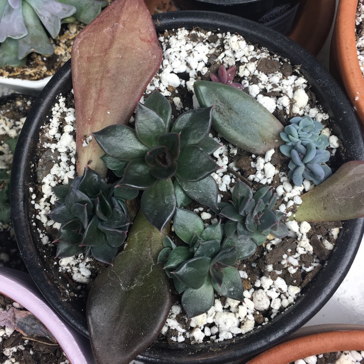 plant image 612437 plant image 612437