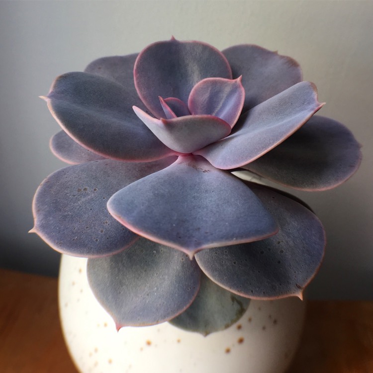 plant image 627753 plant image 627753