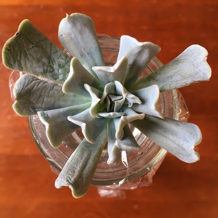 plant image 627761 plant image 627761